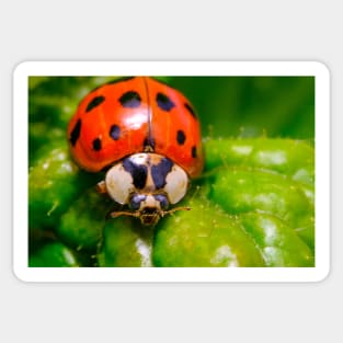 lil' Ladybug Macro Photograph Sticker